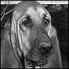 Rufus 
