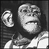 Tamba The Chimp