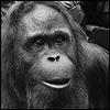 C.J. the Orangutan C.J. the Orangutan