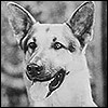 Rin Tin Tin Jr.
