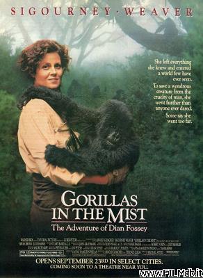 poster Affiche de film gorilla nella nebbia