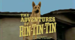 logo serie-tv Avventure di Rin Tin Tin