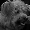 Johnny the Dog Johnny the Dog
