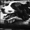Jeffrey the Dog Jeffrey the Dog