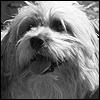 Barney the Dog Barney the Dog