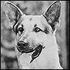 Rin Tin tin jr.