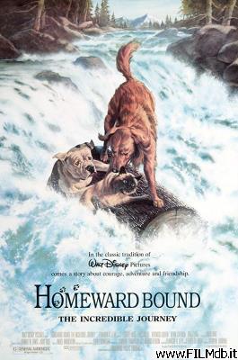 Affiche de film homeward bound: the incredible journey