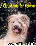 poster del film A Christmas for Boomer [filmTV]